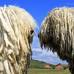Reuters - Un simp&#225;tico juego entre los tradicionales perros guardianes de Hungr&#237;a, los Komondor.