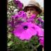Donaldo Zuluaga - El Museo Vivo de Las Flores tiene 170 especies cultivadas, que muestran lo mejor de las flores antioque&#241;as.