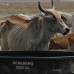 Foto: Luisa Gonz&#225;lez - Colprensa - El documento habla de ganader&#237;a intensiva que compacta los suelos y obstruye la capacidad de infiltraci&#243;n de aguas lluvias y escorrent&#237;a.