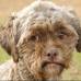 Petfinder - Tonik es un perro que se hizo famoso en redes sociales, principalmente en Estados Unidos, gracias a su particular aspecto f&#237;sico.