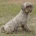Petfinder - La p&#225;gina web Petfinder, que busca due&#241;os para animales abandonados, lo describe como una mascota que no ha tenido mucho contacto con la gente.