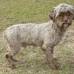 Petfinder - El can que se ofrece en adopci&#243;n, tiene el rostro similar al de una persona.