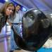Edwin Bustamante - El pez rana, conocido tambi&#233;n como pez-pescador, pescador, pez antenado, sapito o murci&#233;lago es una de las novedades que el p&#250;blico puede apreciar en la exposici&#243;n Animales del Mar.
