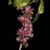 David Rabehevitra - Eugenia petrikensis, arbusto amenazado en la selva de Madagascar.