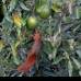 Donaldo Zuluaga - Lorena estaba en un &#225;rbol de guacates con una ardilla.