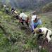 Manuel Saldarriaga - En Torib&#237;o los campesinos anhelan que su tierra vuelva a ser una despensa agr&#237;cola en Cauca y as&#237; superar la historia de violencia que arrastra en los &#250;ltimos a&#241;os como epicentro del conflicto y fort&#237;n de las Farc.