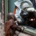 Reuters - Un ni&#241;o mira un orangut&#225;n cachorro de Borneo en un zool&#243;gico de la ciudad de Mosc&#250;.