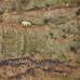 Reuters - La estadounidense Jenny E. Ross obtuvo el primer lugar de la categor&#237;a de Naturaleza, con esta foto lograda en Novaya Zemlya, Rusia.