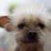 Reuters - Los caninos que participan en el concurso del perro m&#225;s feo del mundo, deben demostrarle al p&#250;blico y al jurado por qu&#233; son &#250;nicos.