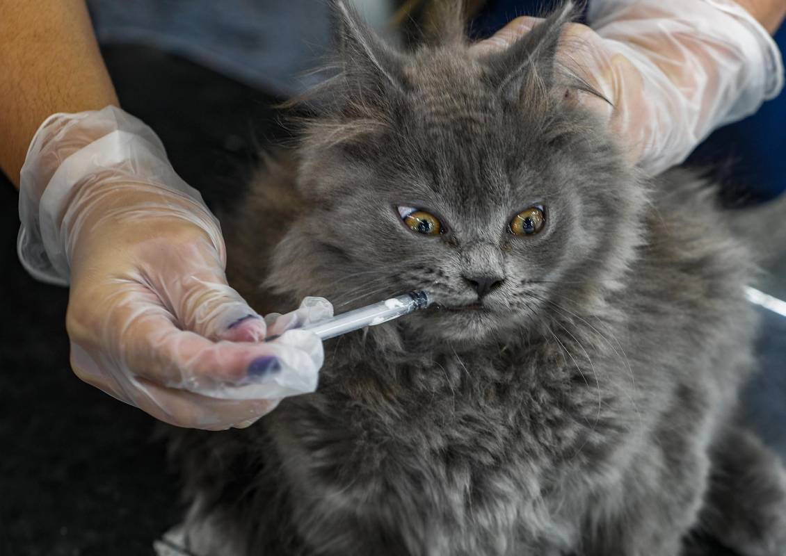 La alcaldía de Envigado y Sabaneta diseñan estrategias y ejecutan acciones para preservar la salud de las mascotas. Foto: Manuel Saldarriaga Quintero.