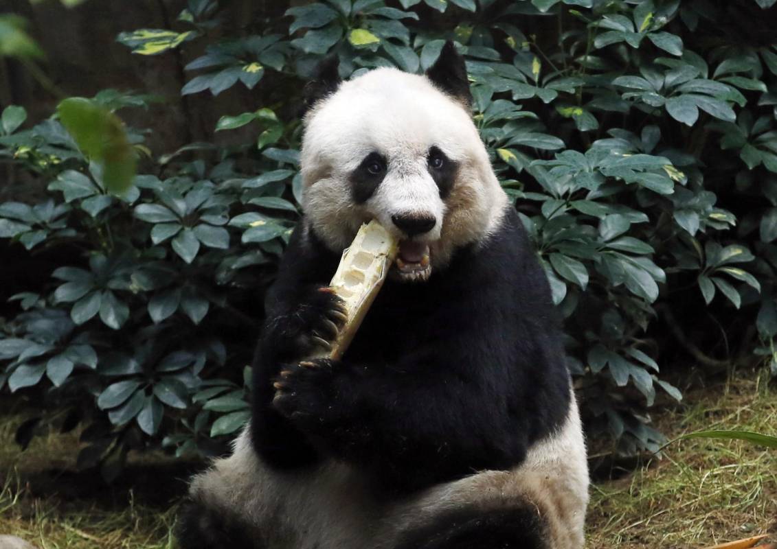 El panda sufre hipertensión y dolores articulares aunque su salud se mantiene estable. FOTO AP