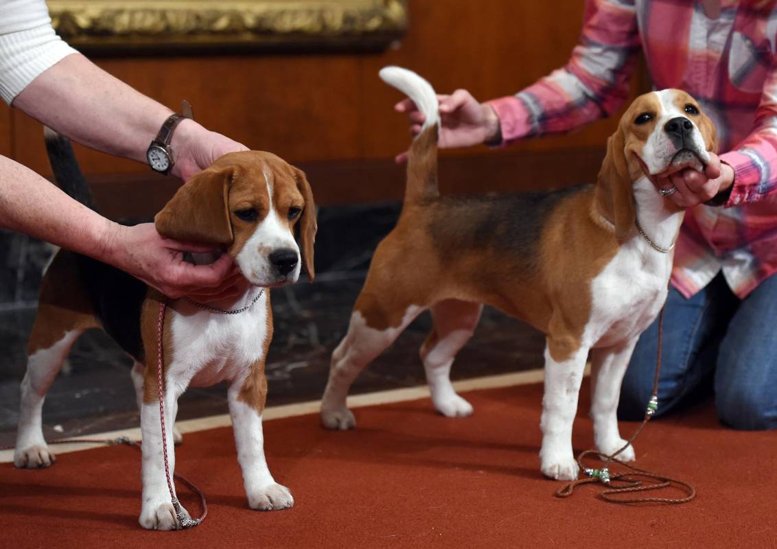 la clasificación la entregó el American Kennel Club. FOTO AFP