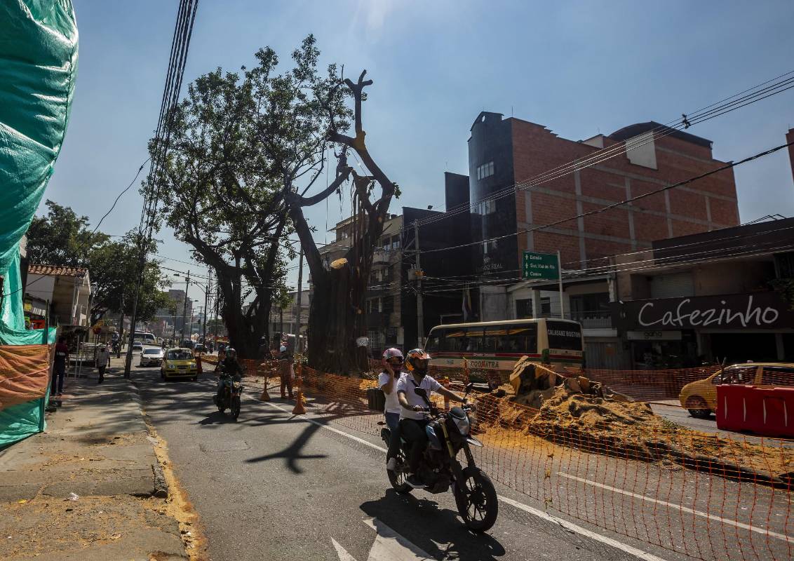 Entre los árboles talados están tres históricos cauchos que estaban ubicados sobre la calle 50 (Colombia). FOTO CAMILO SUÁREZ