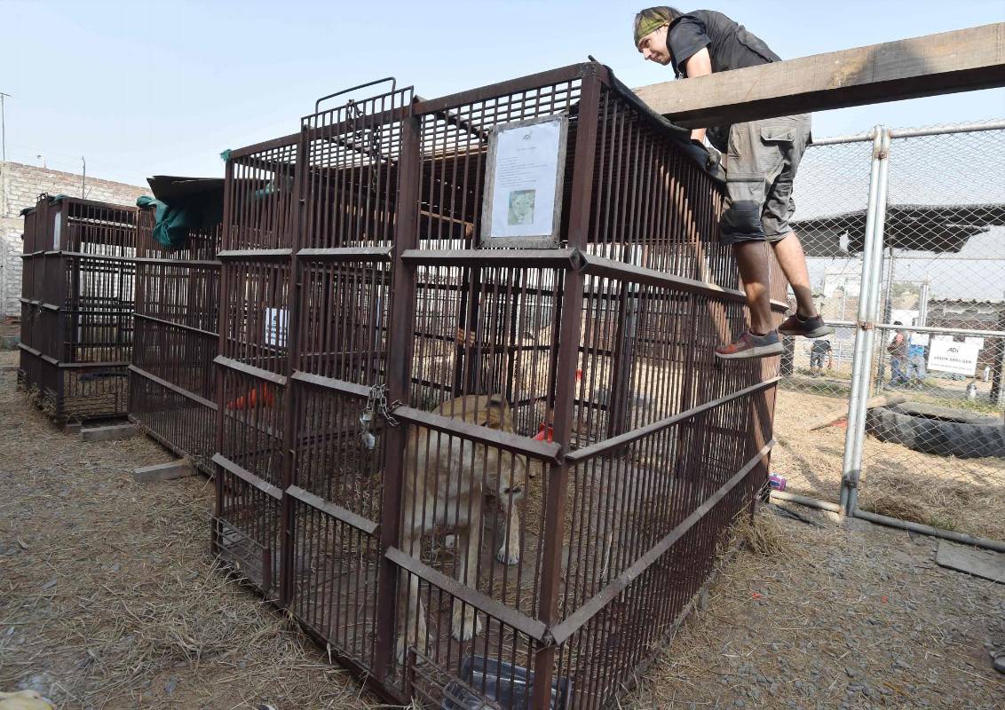 Desde medianoche del pasado miércoles se inició la operación que llevará a nueve leones a Bogotá y posteriormente a Lima y Sudáfrica. FOTO AFP