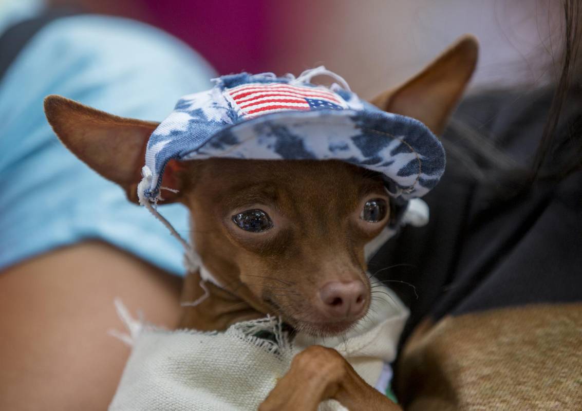 La edición 18 de la Caminata canina fue todo un éxito y tuvo masivo acompañamiento. FOTOS JAIME PÉREZ