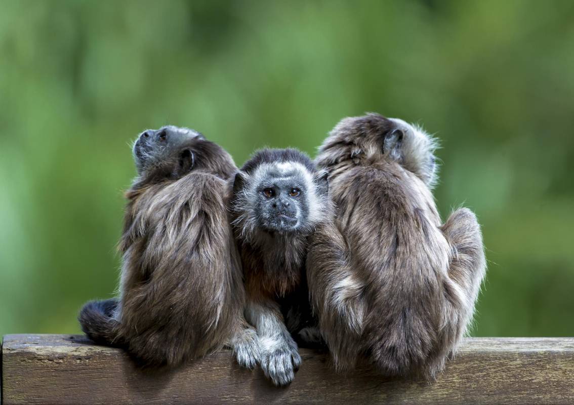 Las familias que viven en el parque están integradas por un grupos de aproximadamente de 12 individuos. FOTO JUAN ANTONIO SÁNCHEZ OCAMPO