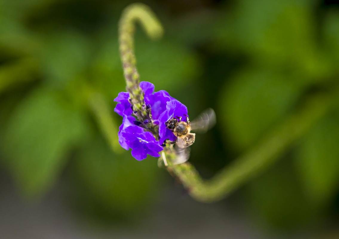 Las abejas no descansan en su importante labor de polinización. Foto Juan Antonio Sánchez Ocampo