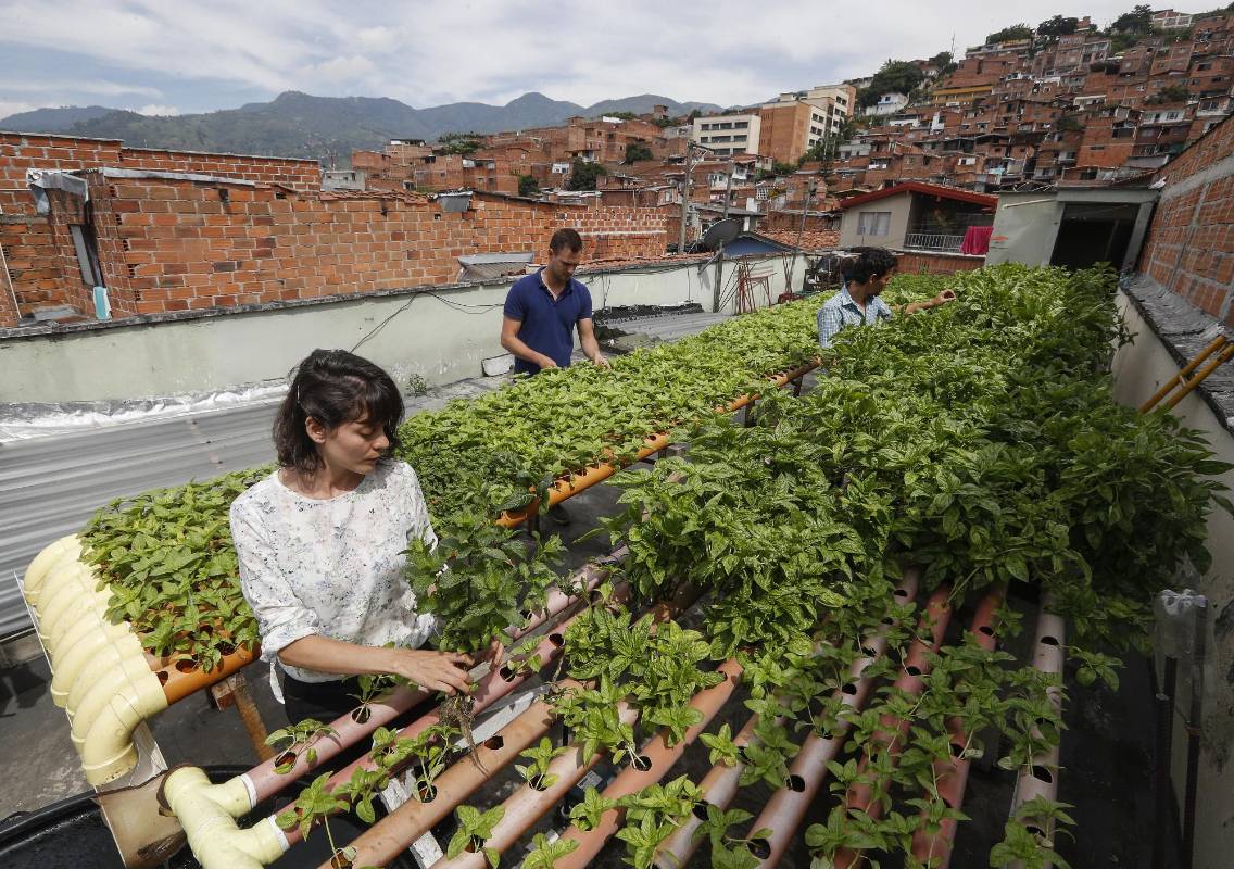 El programa de emprendimiento Aura Hidroponía busca expandir estos cultivos en balcones y terrazas de la cuidad. Se pueden producir flores, hortalizas y aromáticas. Foto: Manuel Saldarriaga Quintero