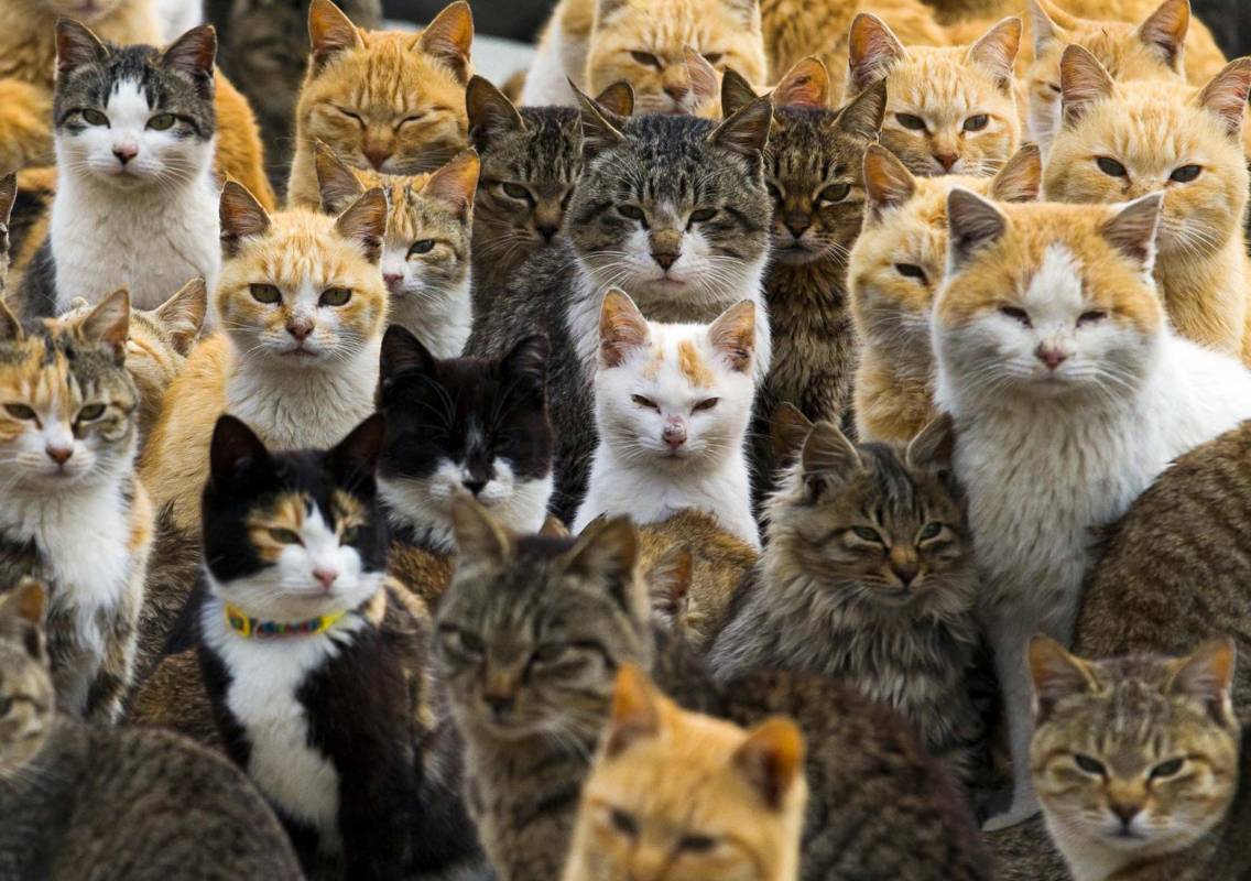 Grupo de gatos en una calle de la isla japonesa de Aoshima. FOTO Reuters