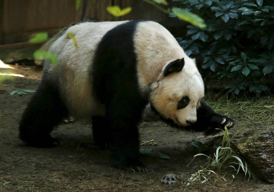 La edad de Jia Jia equivaldría a 110 años en un humano. FOTO AP