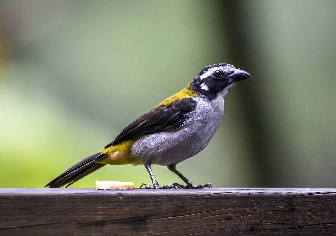 Saltator maximus: aunque su hábitat común son los bosques tropicales, también se puede ver en algunos sectores del Valle de Aburrá. FOTO: JUAN ANTONIO SÁNCHEZ OCAMPO