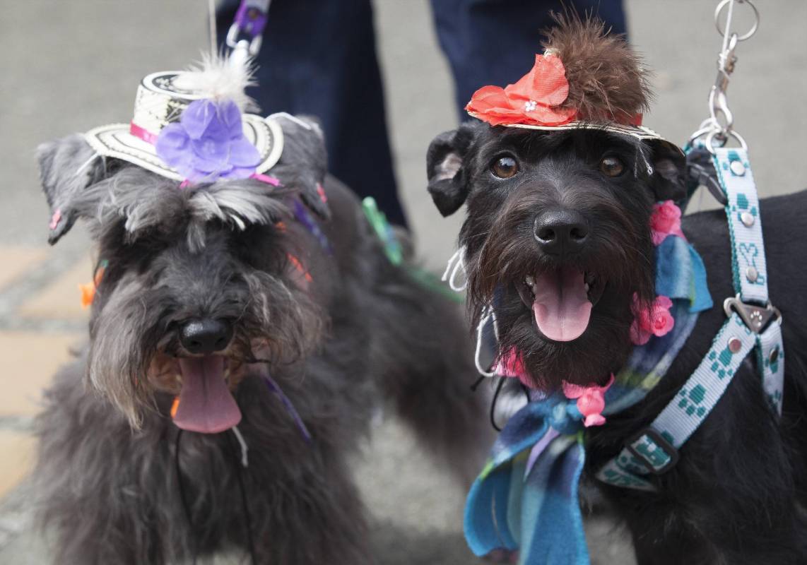 Con diferentes atuendos, los perritos se unieron a la fiesta que se vive en Medellín. FOTO EDWIN BUSTAMANTE