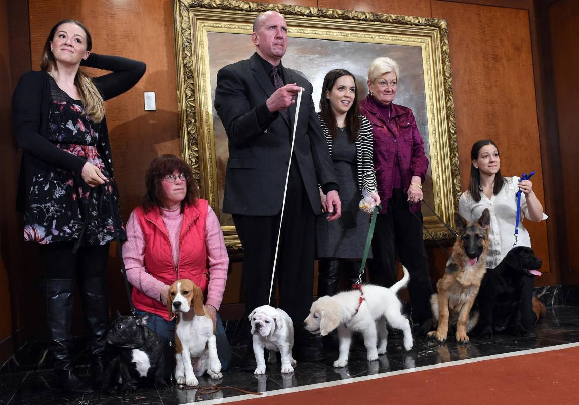 Las 10 razas más populares fueron: Labrador, Pastor alemán, Golden retriever, Bulldong, Beagle, Yorkshire terrier, Poodle, Boxer, Bulldog francés, Rottweiler. FOTO AFP