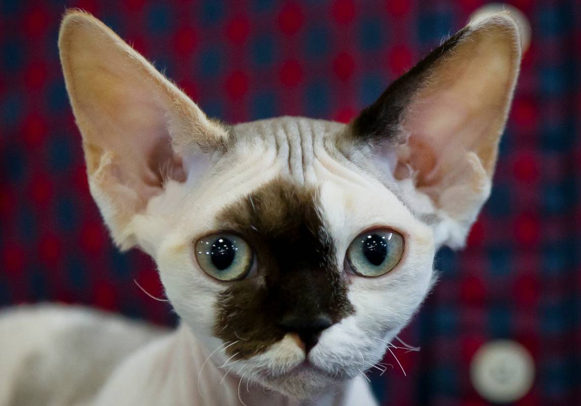 Este Devon Rex en la competencia de belleza. FOTO AP