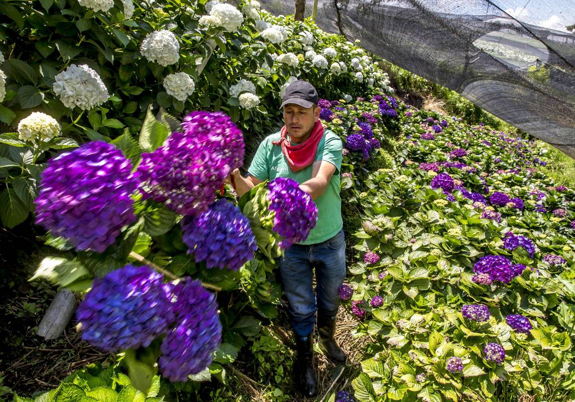 De este renglón de la economía dependen más de 140.000 hombres y mujeres de todo el país. FOTO JUAN ANTONIO SÁNCHEZ OCAMPO