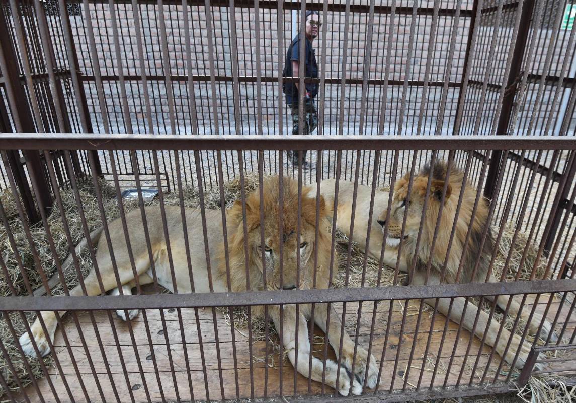 Para el viaje por tierra hasta Bogotá, que debe durar entre 11 y 12 horas, se contará con la ayuda de un equipo de veterinarios y asistentes de la ONG ambientalista Animal Defenders International y el Centro de Atención Veterinaria. FOTO AFP