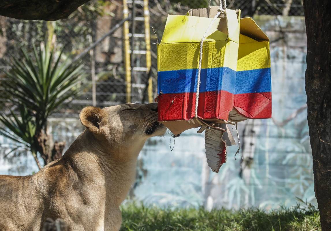 La felina olfatea las esencias ubicadas en la caja de Colombia. Foto: Robinson Sáenz