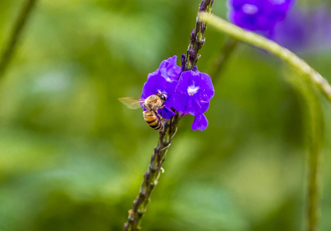 Las abejas juegan un papel muy importante en la naturaleza. Foto Juan Antonio Sánchez Ocampo