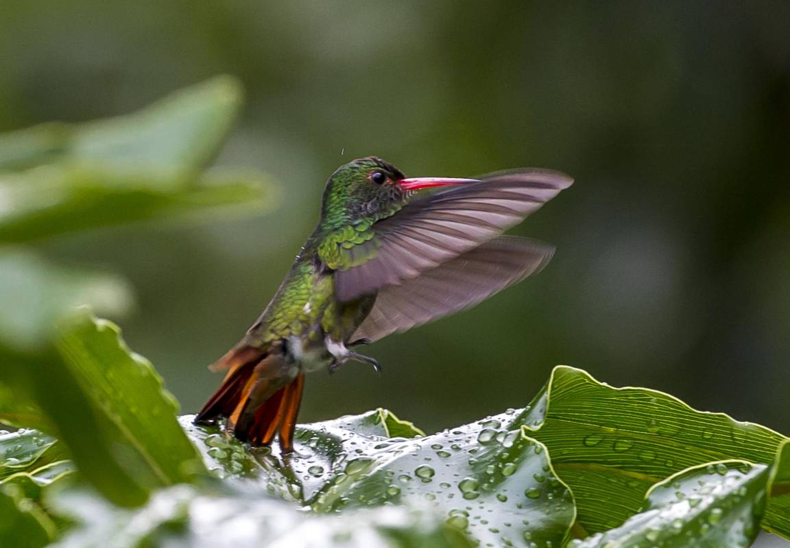 Colibrí. Foto Juan Antonio Sánchez O.