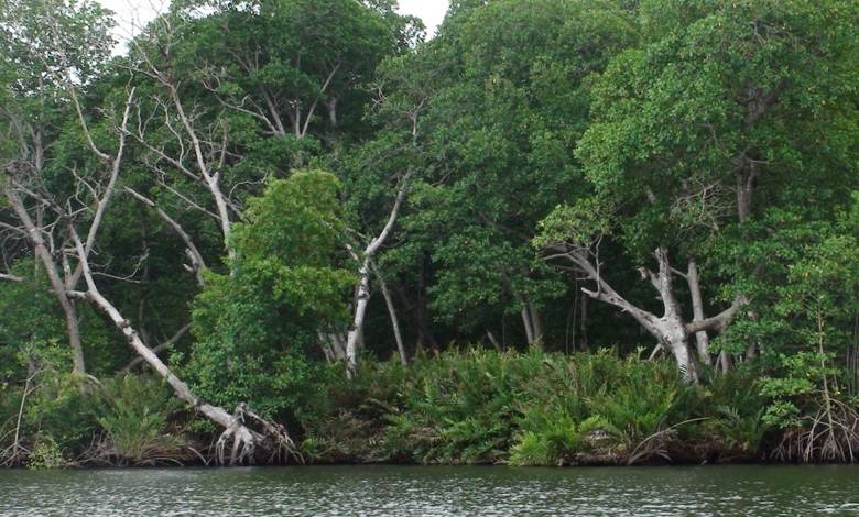 En el lado chocoano el manglar está más conservado que hacia la costa antioqueña. Los manglares de Urabá son más productivos que los del Pacífico. FOTO Cortesía Juan Felipe Blanco