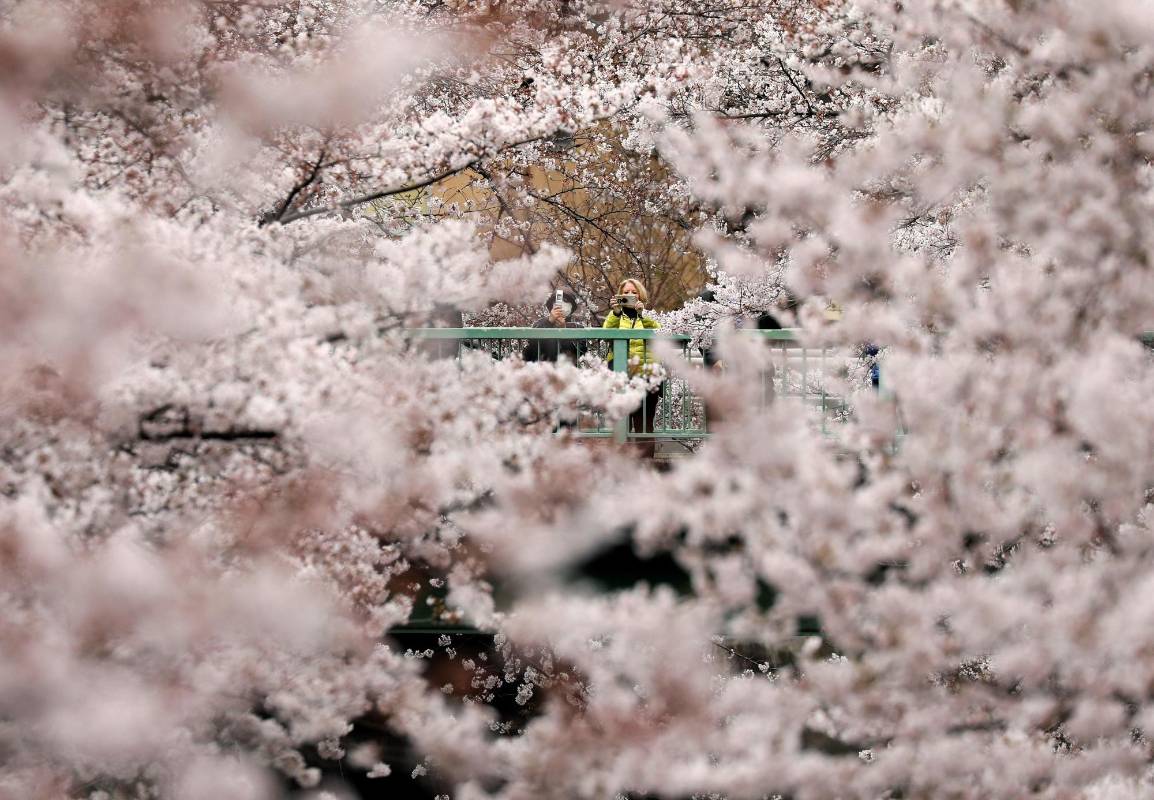 Locales y visitantes de todo el mundo se desplazaron al céntrico distrito de Chiyoda para pasear bajo los cerezos de Chidorigafuchi, una de las avenidas más pintorescas de la ciudad, conocida por su túnel de 700 metros de “sakura”. FOTO EFE