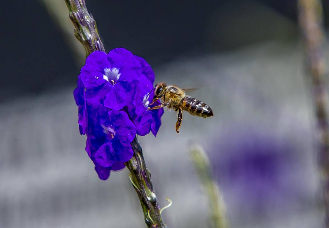 Este insecto (himenópteros) es el único visitante por estos días de Parques del Río. Foto Juan Antonio Sánchez Ocampo