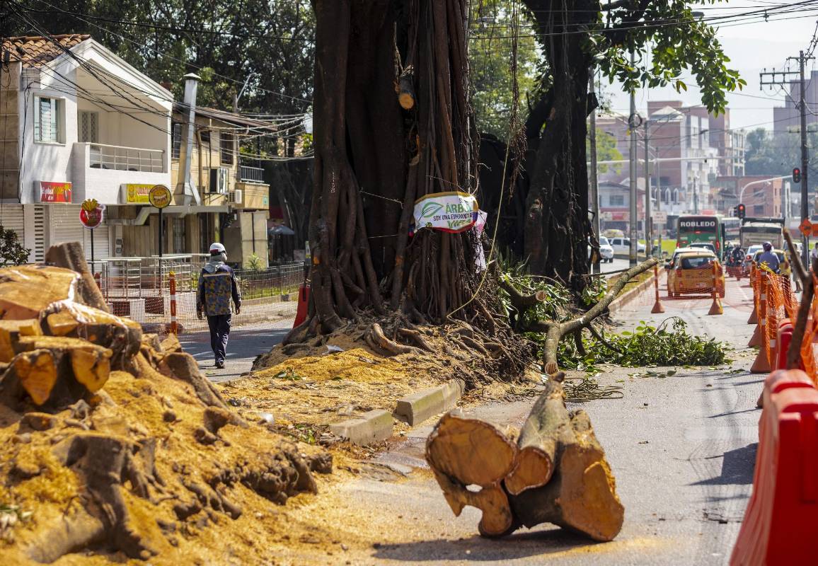 Entre los árboles talados están tres históricos cauchos que estaban ubicados sobre la calle 50 (Colombia). FOTO CAMILO SUÁREZ