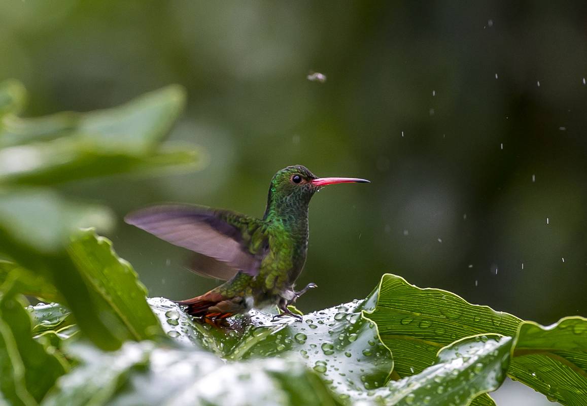 El colibrí: esta pequeña ave es común avistarla en los parques de la ciudad. FOTO: JUAN ANTONIO SÁNCHEZ OCAMPO