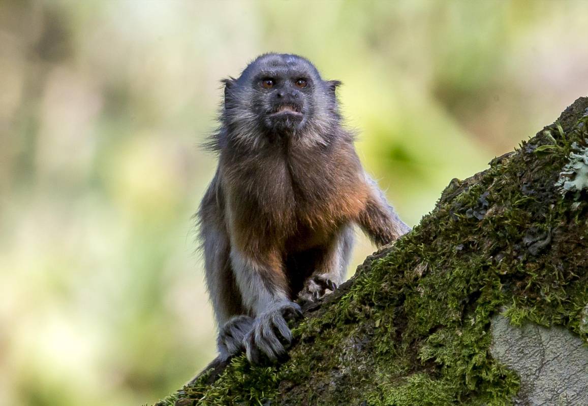 Los titíes grises son animales netamente colombianos. FOTO JUAN ANTONIO SÁNCHEZ OCAMPO