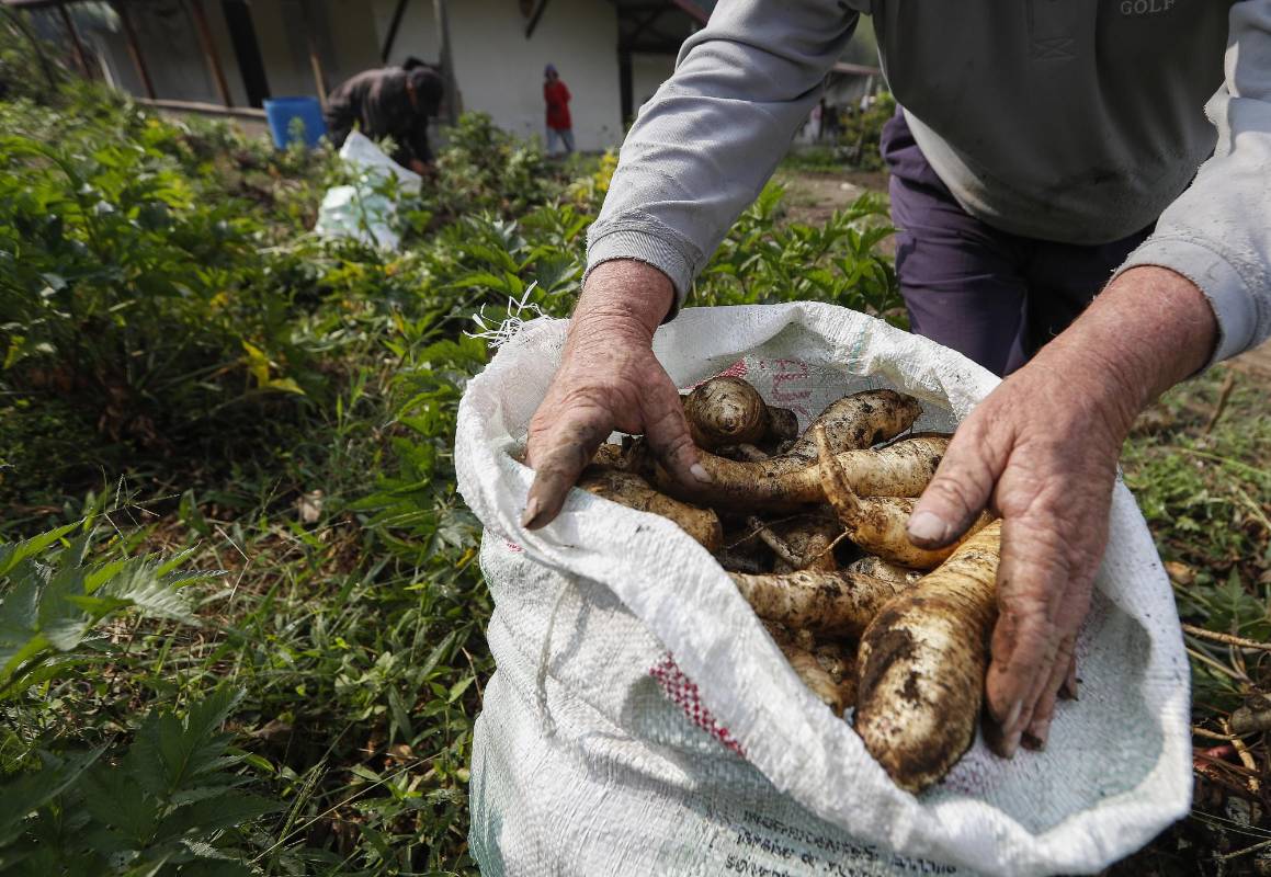 Nuestros campesinos siguen con su labor diaria de cultivar la tierra para que en medio de esta crisis tengamos los alimentos necesarios. Ellos también son nuestros héroes. Foto: Manuel Saldarriaga Quintero