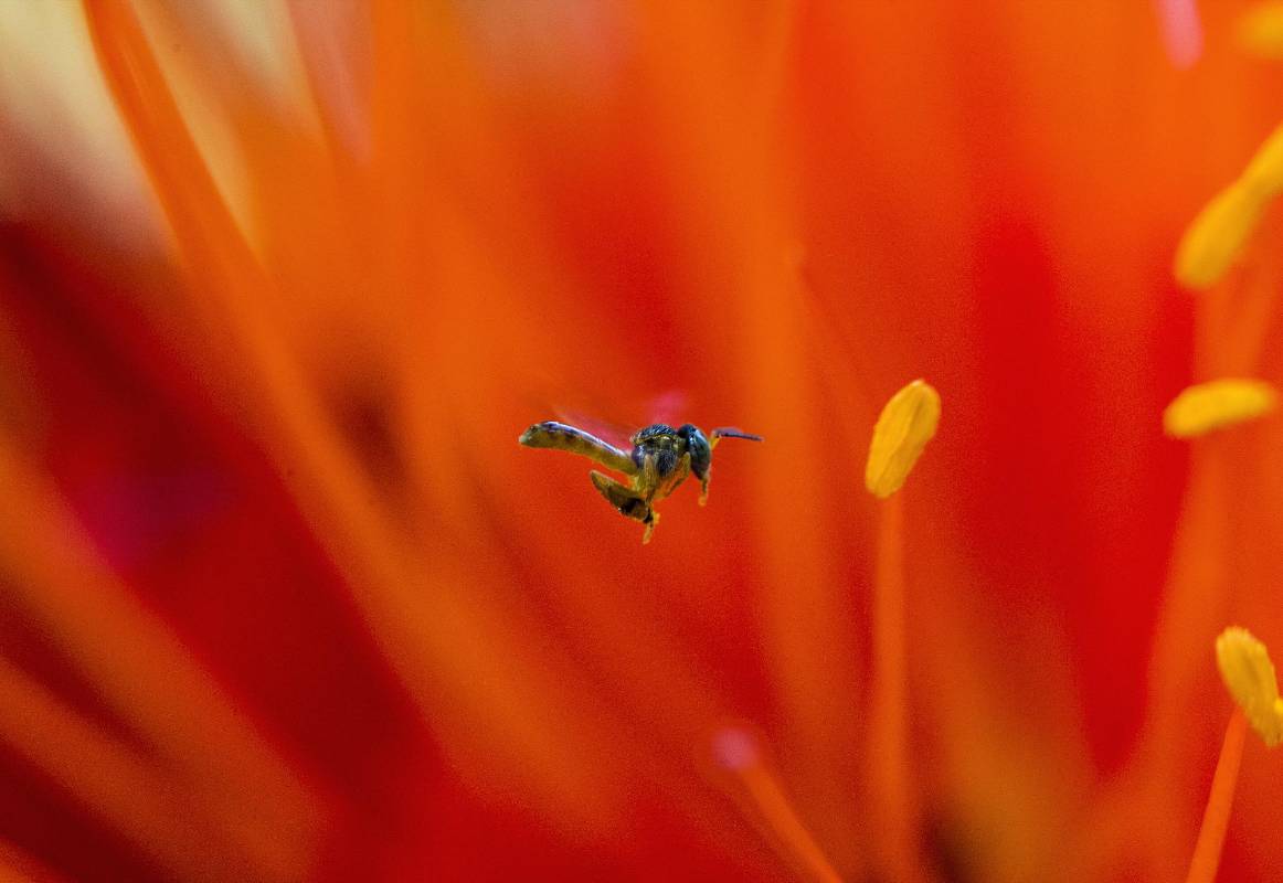 Para alcanzar estas macro fotografías, se requiere de mucha disciplina, con esta se logra descubrir mundos diferentes, llenos de colores y movimientos. Foto: Julio César Herrera