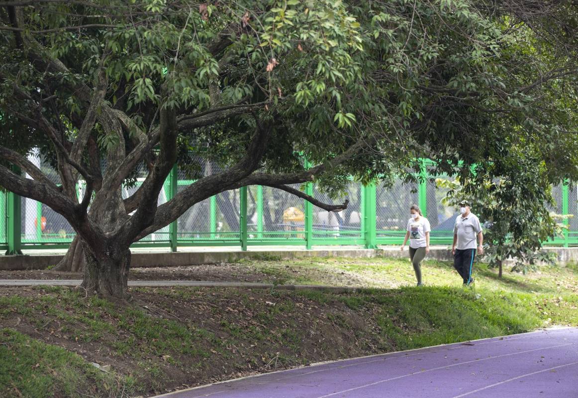 Los árboles funcionan como un excelente termorregulador natural. La sombra de estos gigantes reducen la temperatura hasta 8 grados centígrados. FOTO EDWIN BUSTAMANTE