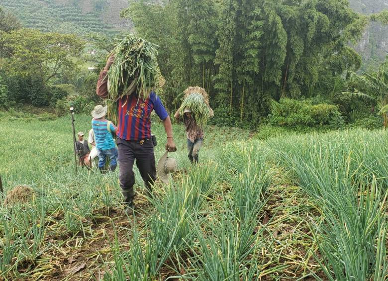Predio Alto Bonito en Risaralda.