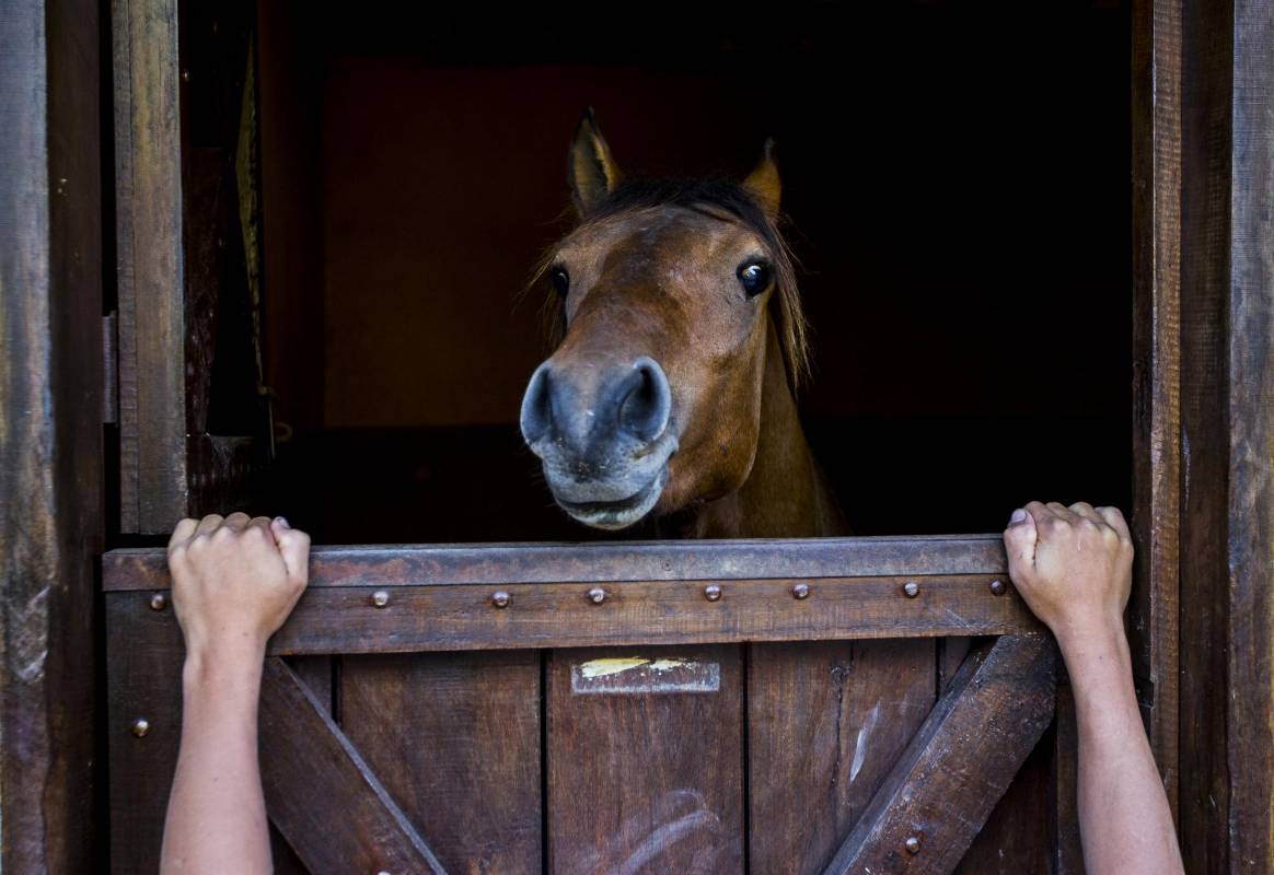A la hora de la comida, todo es expectativa. Foto: Jaime Pérez