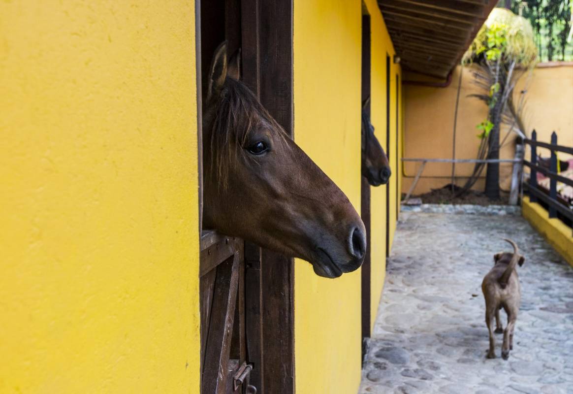 El mejor amigo del hombre, también de los caballos. Foto: Jaime Pérez