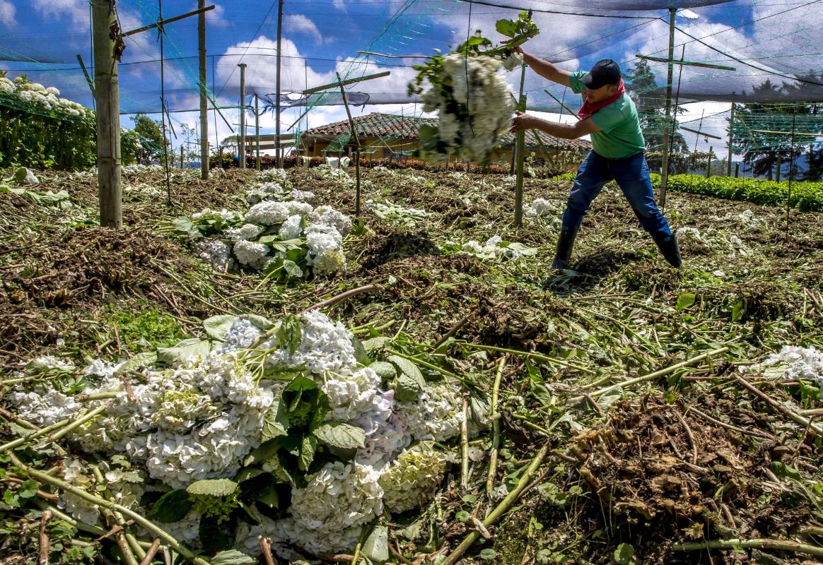 Ahora solo un trabajador se encarga de hacer mantenimiento a los cultivos que ya están sembrados. FOTO JUAN ANTONIO SÁNCHEZ OCAMPO