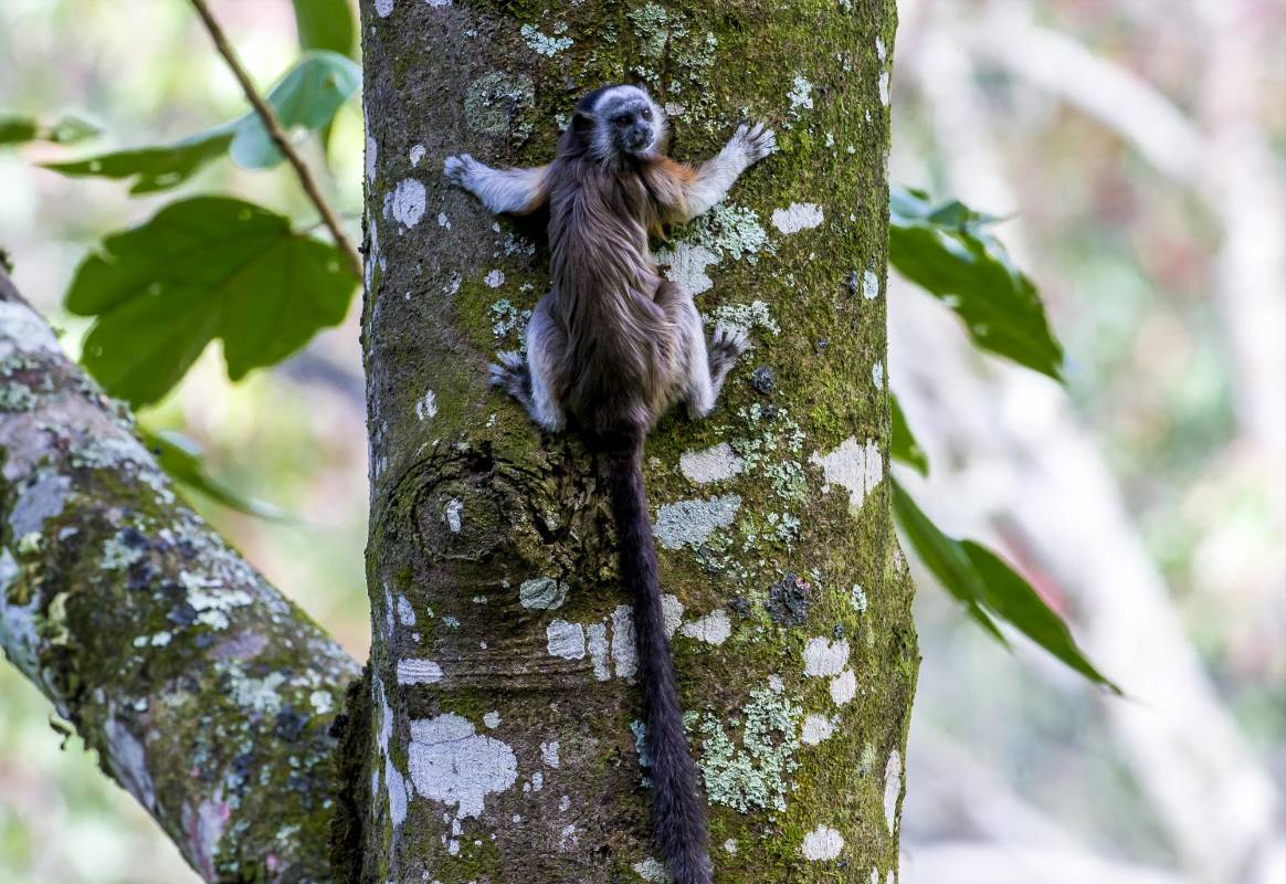 Esta especie de titíes también son conocidos como titíes paisas. FOTO JUAN ANTONIO SÁNCHEZ OCAMPO