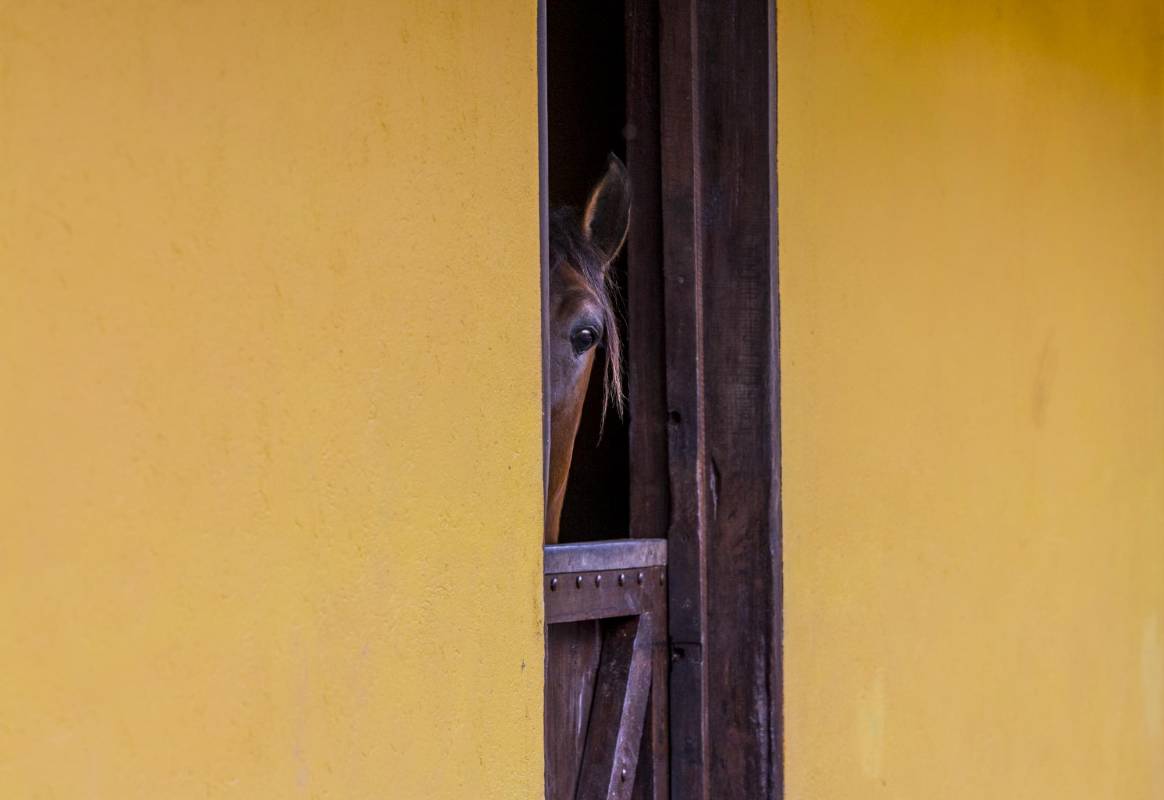 Un vistazo para ver quién anda por ahí. Foto: Jaime Pérez