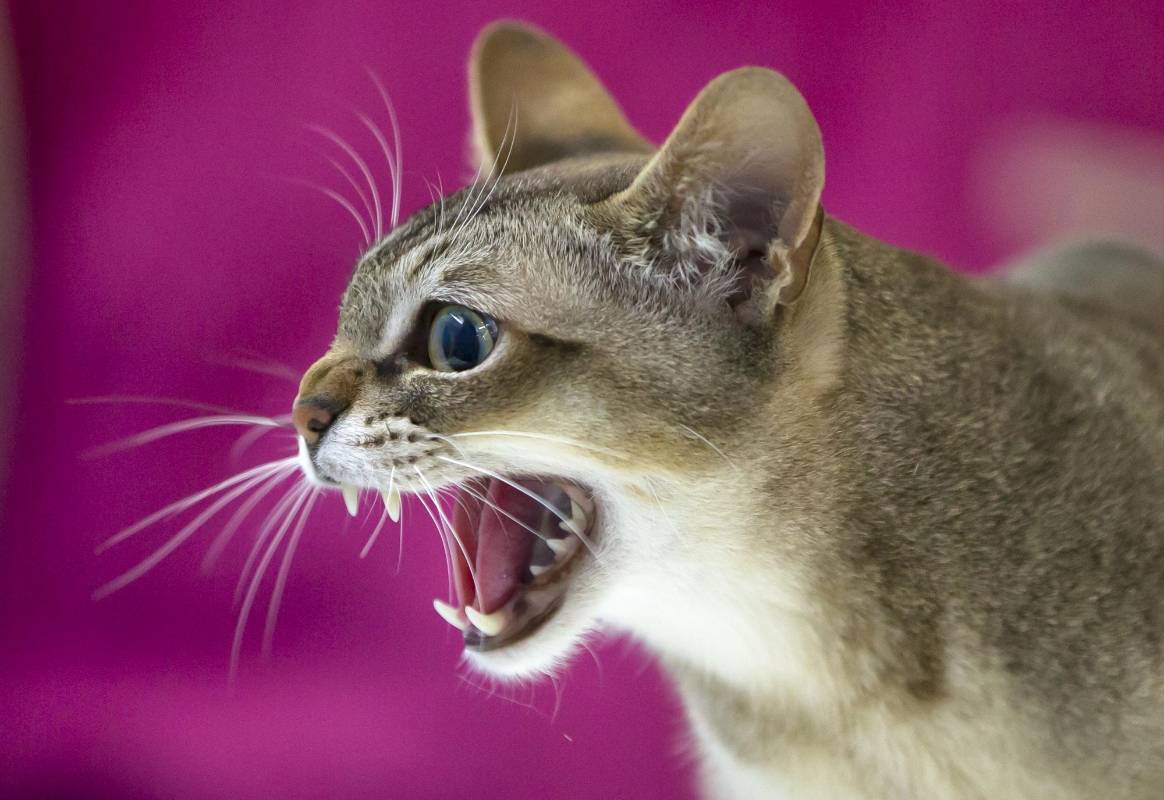 En la competencia partiparon gatos de todo el mundo. FOTO AP