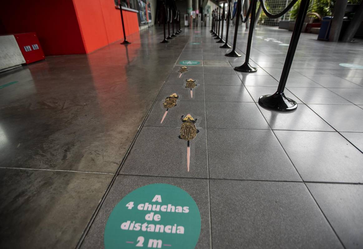 Una chucha, como también se les conoce a las zarigüeyas, mide 50 centímetros. Si se unen cuatro, abarcarían un espacio de dos metros: que es el que tendrán que mantener los visitantes entre ellos, en la fila antes de ingresar al museo interactivo. FOTO ANDRÉS CAMILO SUÁREZ
